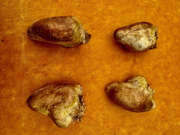 Freeze-dried chicken hearts